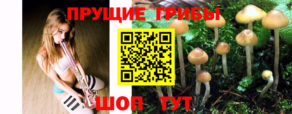 Галлюциногенные грибы Psilocybe Алушта